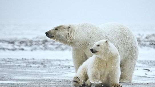 Polar Bears Face New Threats in a Rapidly Warming Arctic (Deep Dive)